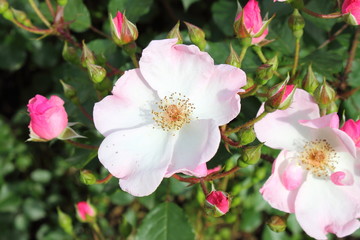 Obraz premium Pink dog rose flower