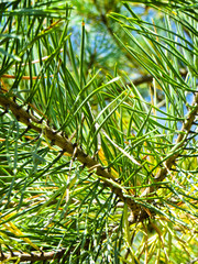 Needles on a branch of the pine tree