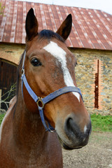 Obraz premium The head of a horse on a farm