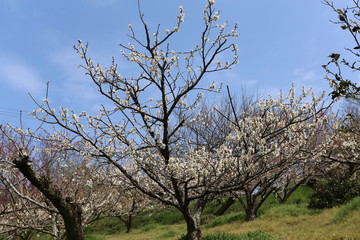 奈良の春　月ヶ瀬梅林