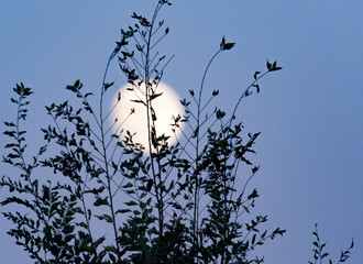 the moon behind a tree at dusk