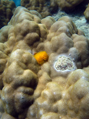 christmas tree worm © photoeverywhere