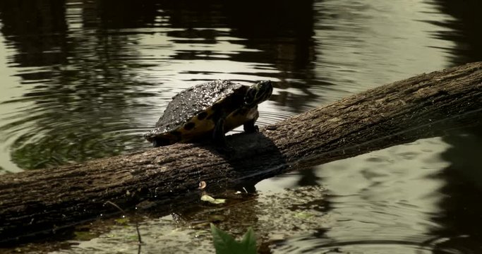 Close up of turtle climbing on log