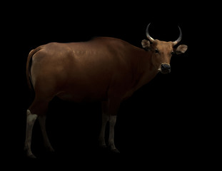 Fototapeta premium banteng in the dark