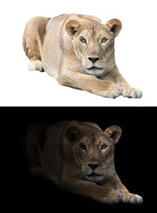 Fototapeta na wymiar female lion in the dark and white background