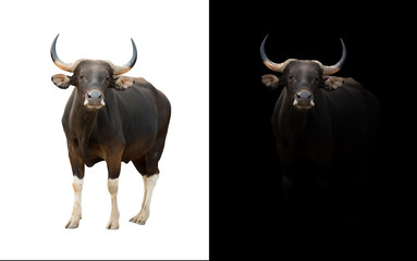 banteng in the dark and white background