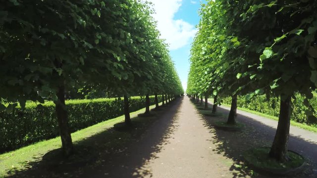 Alley in the Park in Peterhof