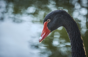 Close side face portrait of a graceful black swan (Cygnus atratus) male over blurred natural background with copy space.