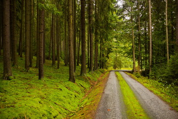 Forest road