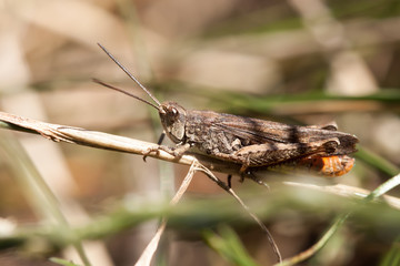 Grasshopper on a stem close up.