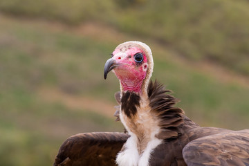 Hooded vulture (Necrosyrtes monachus) portrait