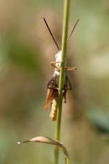 Grasshopper on a stem close up.