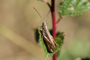 Grasshopper on a leaf close up.