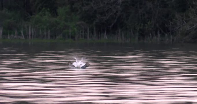 Tilt down shot of osprey diving into lake