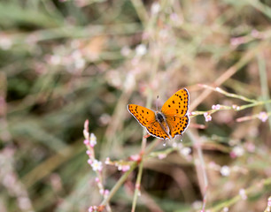 red butterfly in nature. macro