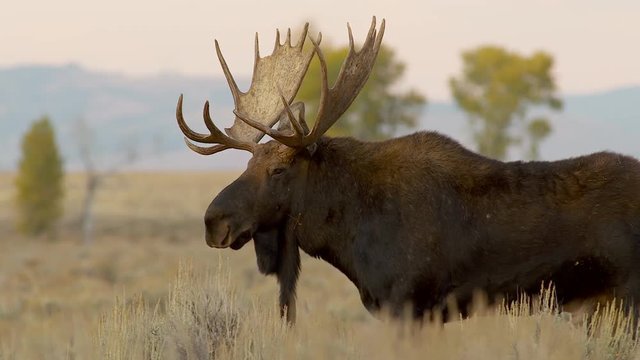Large bull moose standing in Yellowstone National Park