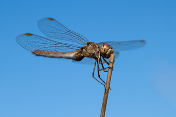Close-up of a dragonfly