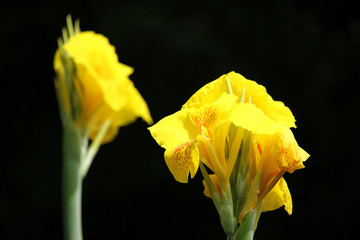 Yellow Canna flower in black background