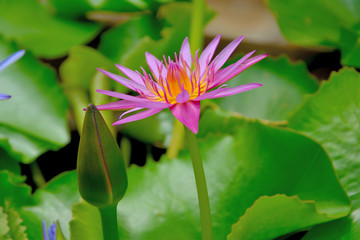 Closeup pink lotus on branch with leaf background. 