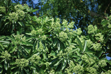 Green Flower of Blackboard Tree