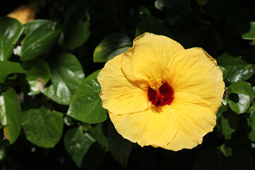 Close up of Yellow Chinese hibiscus