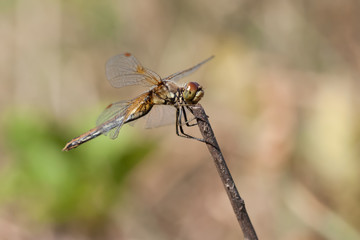 Close-up of a dragonfly