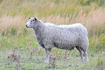 Domestic sheep