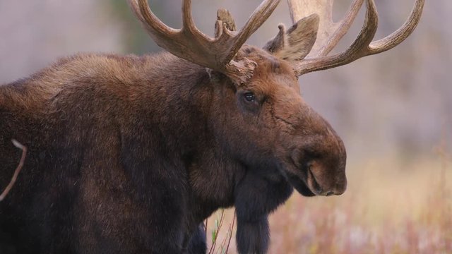 Close up of bull moose standing in Grand Teton National Park