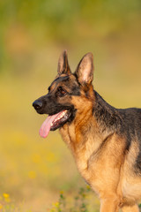 Shepherd dog portrait in autumn park