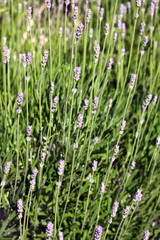 True Lavender or or English lavender (Lavandula angustifolia)