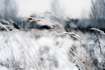 Dry grass in hoarfrost on a snowy field