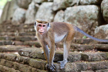 Bonnet Macaque monkey standing on stone, Sri Lanka