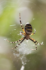 Detail spider on a web. 