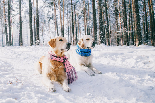 Portrait of a dog wearing a scarf outdoors in winter. two young golden retriever playing in the snow in the park. Dog Clothes