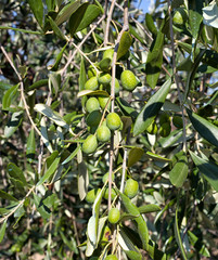 Olive branch with Tuscan olives