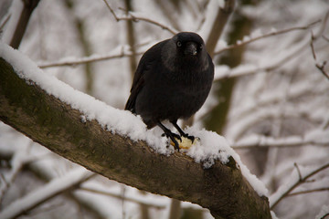 Ворона с кусочком хлеба в лапах
