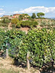 Fototapeta na wymiar Tuscan vineyard with red grapes.