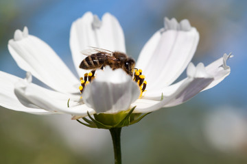 Close-up of bee on a flower.