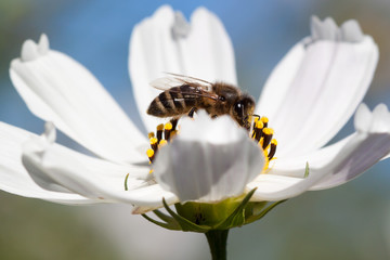 Close-up of bee on a flower.