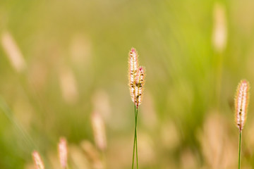 ears of corn on the grass on the nature