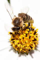Close-up of bee on a flower.