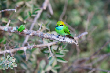 Little Green bee-eater sitting on tree against blue sky, Yala National Park, Sri Lanka