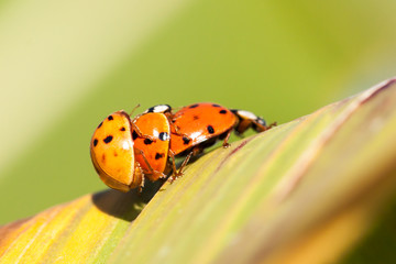 Lady bugs on a green leaf. 