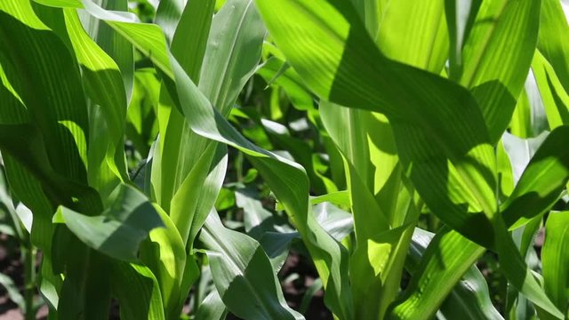 Field of cornstalks, closeup, Lincolnshire, Illinois/USA, farming beauty shot.