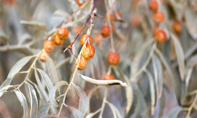 Jude fruit in nature