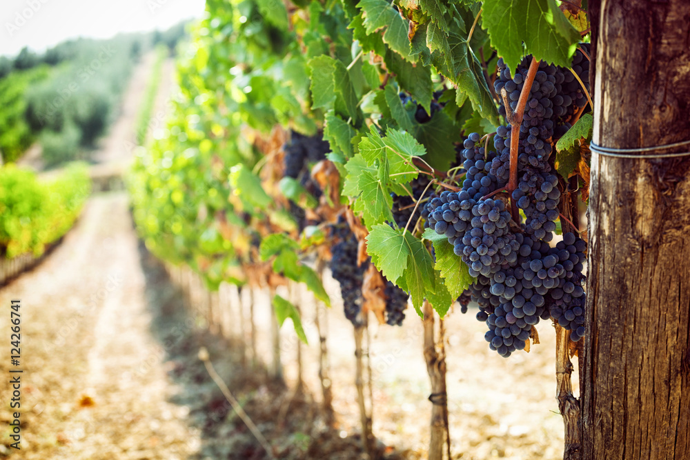 Wall mural Tuscan vineyard with red grapes.