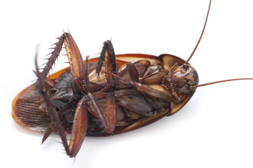 Close Up of Dead Cockroach on White Background