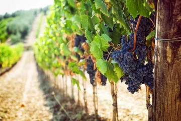Deurstickers Wijngaard Toscaanse wijngaard met rode druiven.