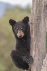 Black Bear Cub in Tree