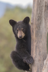 Black Bear Cub in Tree © natureguy